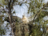 Swallow-Tailed Kite on the Nest (Elanoides Forficatus) Photographie par John Cornell
