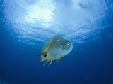 Humpback Wrasse (Cheilinus Undulatus), Blue Corner, Micronesia, Palau Photographic Print by Reinhard Dirscherl