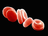 Red Blood Cells or Erythrocytes Showing their Flattened and Biconcave Shape, SEM X6,500 Photographic Print by Wolf Fahrenbach
