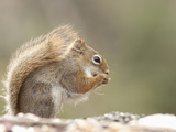 Red Squirrel (Tamiasciurus Hudsonicus) Eating Seeds, Minnesota, USA Photographic Print by Cheryl Ertelt