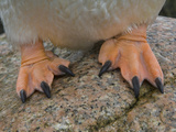 The Feet of a Gentoo Penguin (Pygoscelis Papua) Petermann Island, Antarctica Photographic Print by Gerald & Buff Corsi