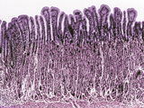 Cross Section of the Human Gastric Mucosa, TEM Fotografie-Druck von Donald Fawcett