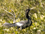 Male Anhinga (Anhinga Anhinga) Perched in a Mangrove, Merritt Island National Wildlife Refuge Photographic Print by Marc Epstein