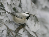 Mountain Chickadee, Poecile Gambeli, with a Seed in its Bill Photographic Print by John Cornell