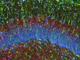 Mouse Hippocampus Showing Nerve Cells, Confocal Microscopy Photographic Print by Thomas Deerinck