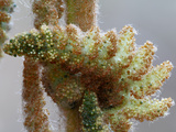 Cinnamon Fern Photographic Print by Marc Epstein