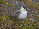Long Tailed Jaeger or Long-Tailed Skua, (Stercorarius Longicaudus), Spitsbergen Island, Svalbard Photographic Print by Buff & Gerald Corsi