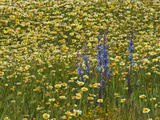 Parish's Desert Larkspur (Delphinium Parishii) Goldfields (Lasthenia) and Tidy Tips Fotografie-Druck von Gerald & Buff Corsi