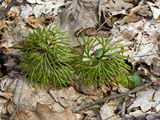 Clubmoss (Lycopodium), Great Smoky Mountains National Park, Tennessee, USA Photographic Print by Gerald & Buff Corsi