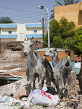 Goats at Nubian Village on Elephantine Island, Aswan, Egypt Photographic Print by Reinhard Dirscherl
