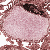 Transverse Section of Glomerular Capillary, Showing PeDicels, Endothelial Cell, Lumen Fotografie-Druck von Donald Fawcett
