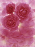 Roses, Centennial Variety Photographic Print by Wally Eberhart