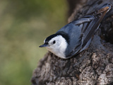 White-Breasted Nuthatch (Sitta Carolinensis) Photographic Print by John Cornell