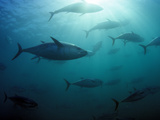 Southern Bluefin Tuna (Thunnus Maccoyii) Circle in Holding Pen Off Port Lincoln, South Australia Lámina fotográfica por David Fleetham Southern Bluefin Tuna (Thunnus Maccoyii) Circle in Holding Pen Off Port Lincoln, South Australia Lámina fotográfica por David Fleetham