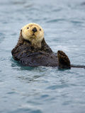 Sea Otter (Enhydra Lutris) Swimming, Harriman Fjord, Prince William Sound, Alaska, USA Photographic Print by Patrick Endres