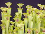 Pitcher Plants Photographic Print by Ashley Cooper