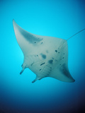 Manta Ray (Manta Birostris), Maldives, Indian Ocean Photographic Print by Reinhard Dirscherl