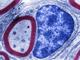 Section of a Myelinated Axon and the Surrounding Schwann Cell, TEM Photographic Print by Donald Fawcett