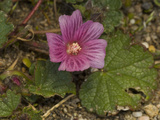 Coast Checkerbloom Mallow (Sidalcea Malvaeflora Malvaeflora), Salt Point State Park, Malvaceae Photographic Print by Gerald & Buff Corsi