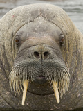 Walrus (Odobenus Rosmarus), Spitsbergen Island, Svalbard, Norway Photographic Print by Buff & Gerald Corsi