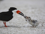 Black Skimmer (Rynchops Niger) Chick Being Fed on the Beach Nest Photographie par John Cornell