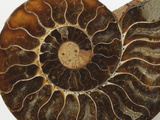 Ammonite Fossil Photographic Print by Jeff Daly