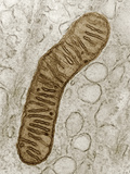 Cross-Section of a Typical Mitochondrion, Showing the Internal Cristae, TEM Photographic Print by Donald Fawcett