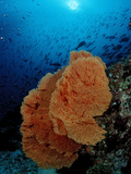 Giant Sefan (Subergorgia) or Gorgonian on Coral Reef with Fish School in the Background Photographic Print by Reinhard Dirscherl