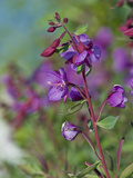 Dwarf Fireweed (Epilobium Latifolium), Glacier Bay National Park, Alaska, USA Photographic Print by Gerald & Buff Corsi