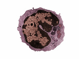 Cross Section of a Lymphocyte Leukocyte or White Blood Cell, TEM Fotografie-Druck von Donald Fawcett