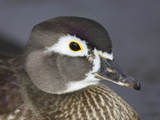 Female Wood Duck Head, Aix Sponsa, North America Photographic Print by John Cornell