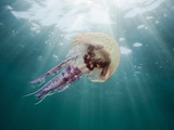 Mauve Stinger Jellyfish (Pelagia Noctiluca), Cap De Creus, Costa Brava, Spain Photographic Print by Reinhard Dirscherl