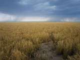 Distant Rain Shafts from Approaching Storms over Wheat Fields in Southwestern Kansas, USA Photographic Print by Charles Doswell