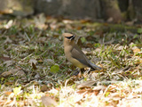 Cedar Waxwing (Bombycilla Cedrorum), Eastern USA Photographic Print by Marc Epstein