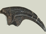 Allosaurus Dinosaur Toenail from Big Horn County Photographie par Gerald & Buff Corsi