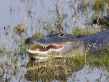 American Alligator (Alligator Mississippiensis) Resting, Merritt Island National Wildlife Refuge Photographic Print by Marc Epstein