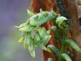 Cinnamon Fern Photographic Print by Marc Epstein
