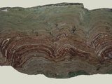 Composite Stromatolites from the Snowslip Formation in Glacier National Park Photographic Print by Gerald & Buff Corsi