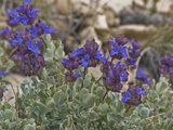 Clokey Purple Sage (Salvia Dorrii Clokeyi), Ancient Bristlecone Pine Forest, Inyo National Forest Photographic Print by Gerald & Buff Corsi