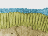 Brush Border of the Intestinal Epithelium Showing Numerous Microvilli and a Prominent Glycocalyx Fotografie-Druck von Donald Fawcett