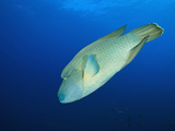 Humphead Wrasse (Cheilinus Undulatus) Elphinestone Reef, Red Sea, Egypt Photographic Print by Reinhard Dirscherl