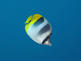 Double-Saddle Butterflyfish (Chaetodon Ulietensis), Turtle Cove, Micronesia, Palau Photographic Print by Reinhard Dirscherl