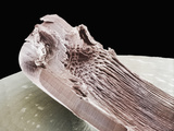 The Underside of a Split Fingernail, Showing the Fingernail Bed with Reticulations and Ridges Photographic Print by Wolf Fahrenbach