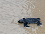 Green Sea Turtle Hatchling (Chelonia Mydas Agassizi), Galapagos Islands Photographic Print by Gerald & Buff Corsi
