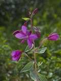 Dwarf Fireweed (Epilobium Latifolium), Glacier Bay National Park, Alaska, USA Photographie par Gerald & Buff Corsi