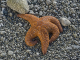 Ochre Star (Pisaster Ochraceus), Glacier Bay National Park, Alaska, USA Photographic Print by Gerald & Buff Corsi