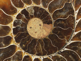 Ammonite Fossil Photographic Print by Jeff Daly