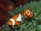 Two Clown Anemonefishes, Amphiprion Ocellaris, Indonesia, Bali, Indian Ocean Photographic Print by Reinhard Dirscherl