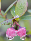 Raindrops on Alaska Blueberry Blossoms (Vaccinium Alaskaense), Denali National Park, Alaska, USA Photographic Print by Patrick Endres