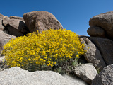 Brittlebush (Encelia Farinosa), Joshua Tree National Park, Mojave Desert, California, USA Photographic Print by Gerald & Buff Corsi